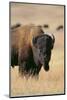 Buffalo-DLILLC-Mounted Photographic Print