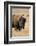 Buffalo-DLILLC-Framed Photographic Print