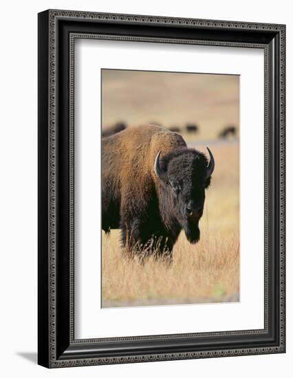 Buffalo-DLILLC-Framed Photographic Print