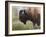 Buffalo-Rusty Frentner-Framed Giclee Print