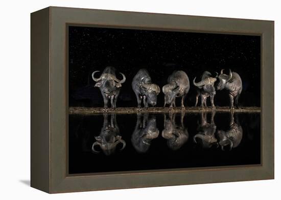 Buffaloes in the Waterhole at Night-Xavier Ortega-Framed Premier Image Canvas