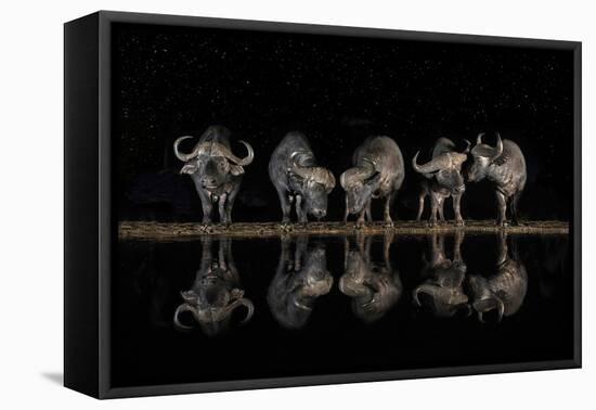 Buffaloes in the Waterhole at Night-Xavier Ortega-Framed Premier Image Canvas