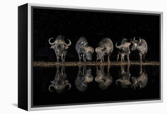 Buffaloes in the Waterhole at Night-Xavier Ortega-Framed Premier Image Canvas