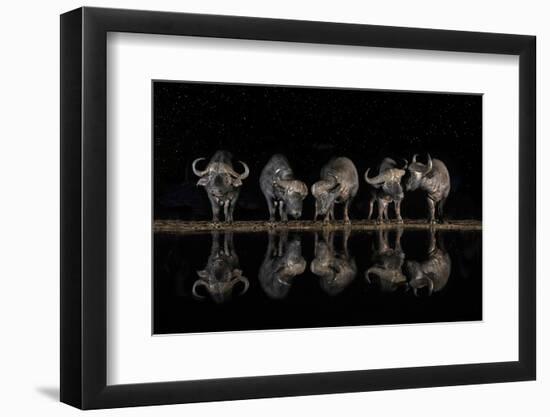 Buffaloes in the Waterhole at Night-Xavier Ortega-Framed Photographic Print