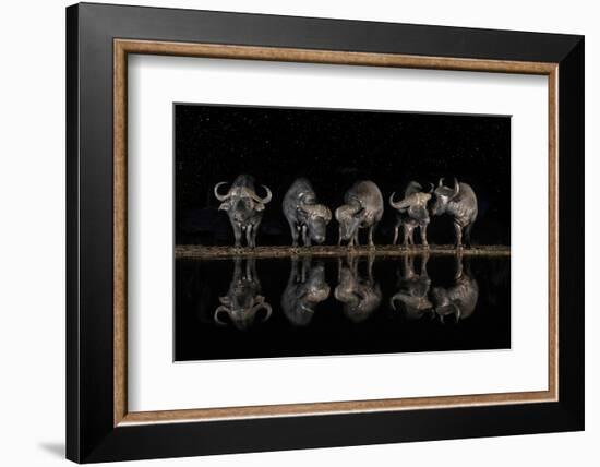 Buffaloes in the Waterhole at Night-Xavier Ortega-Framed Photographic Print