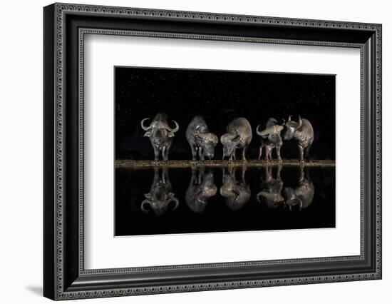 Buffaloes in the Waterhole at Night-Xavier Ortega-Framed Photographic Print