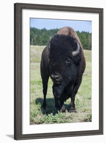 Buffaloes, South Dakota, Usa-Michael Runkel-Framed Photographic Print