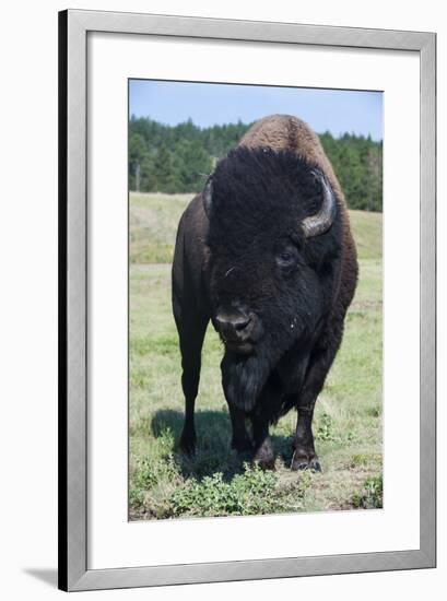 Buffaloes, South Dakota, Usa-Michael Runkel-Framed Photographic Print