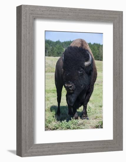 Buffaloes, South Dakota, Usa-Michael Runkel-Framed Photographic Print