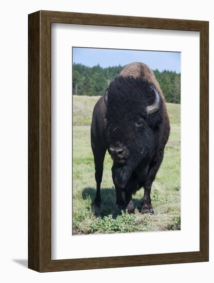 Buffaloes, South Dakota, Usa-Michael Runkel-Framed Photographic Print