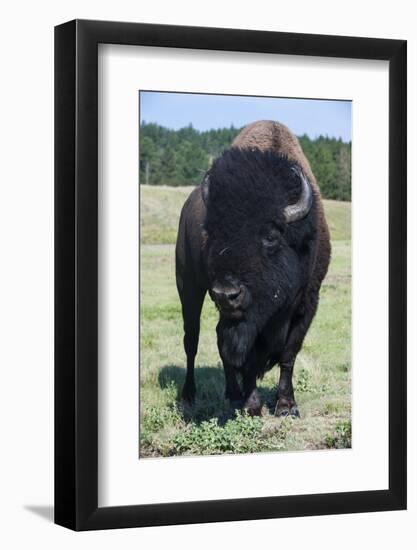 Buffaloes, South Dakota, Usa-Michael Runkel-Framed Photographic Print