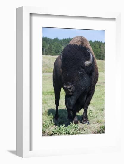 Buffaloes, South Dakota, Usa-Michael Runkel-Framed Photographic Print