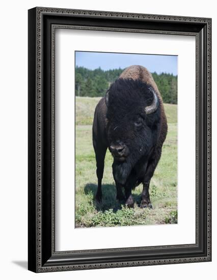 Buffaloes, South Dakota, Usa-Michael Runkel-Framed Photographic Print