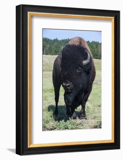 Buffaloes, South Dakota, Usa-Michael Runkel-Framed Photographic Print