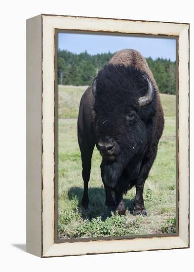 Buffaloes, South Dakota, Usa-Michael Runkel-Framed Premier Image Canvas