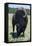 Buffaloes, South Dakota, Usa-Michael Runkel-Framed Premier Image Canvas