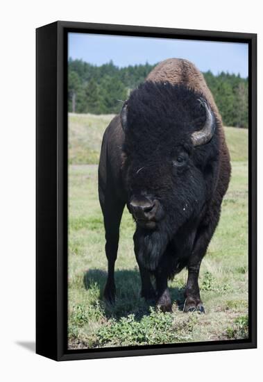 Buffaloes, South Dakota, Usa-Michael Runkel-Framed Premier Image Canvas