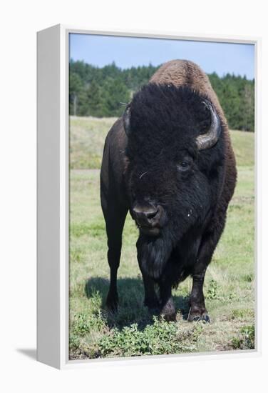 Buffaloes, South Dakota, Usa-Michael Runkel-Framed Premier Image Canvas