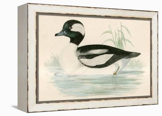 Buffel Headed Duck-Beverley R. Morris-Framed Premier Image Canvas