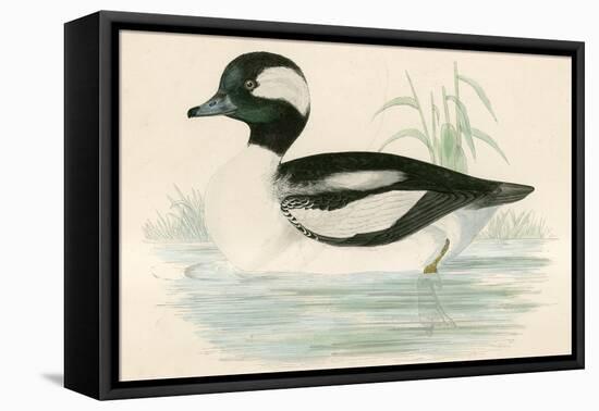 Buffel Headed Duck-Beverley R. Morris-Framed Premier Image Canvas