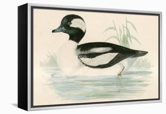 Buffel Headed Duck-Beverley R. Morris-Framed Premier Image Canvas