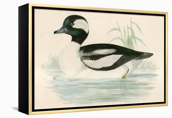 Buffel Headed Duck-Beverley R. Morris-Framed Premier Image Canvas