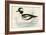 Buffel Headed Duck-Beverley R. Morris-Framed Giclee Print