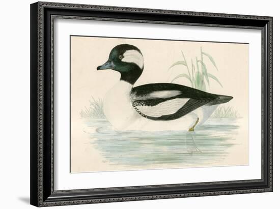 Buffel Headed Duck-Beverley R. Morris-Framed Giclee Print