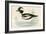 Buffel Headed Duck-Beverley R. Morris-Framed Giclee Print