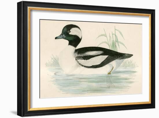 Buffel Headed Duck-Beverley R. Morris-Framed Giclee Print