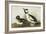 Buffel-Headed Duck-John James Audubon-Framed Art Print