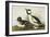 Buffel-Headed Duck-John James Audubon-Framed Art Print