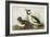 Buffel-Headed Duck-John James Audubon-Framed Art Print