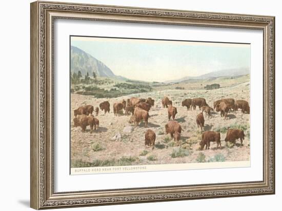 Bufffalo Herd, Yellowstone National Park-null-Framed Art Print