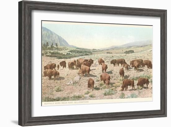 Bufffalo Herd, Yellowstone National Park-null-Framed Art Print