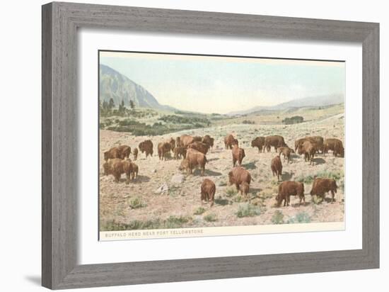 Bufffalo Herd, Yellowstone National Park-null-Framed Art Print