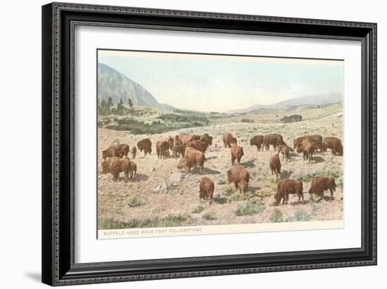 Bufffalo Herd, Yellowstone National Park-null-Framed Art Print