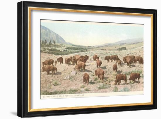 Bufffalo Herd, Yellowstone National Park-null-Framed Art Print