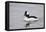 Bufflehead (Bucephala Albeola), Male, Bosque Del Apache National Wildlife Refuge, New Mexico, Usa-James Hager-Framed Premier Image Canvas