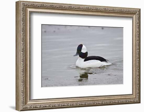 Bufflehead (Bucephala Albeola), Male, Bosque Del Apache National Wildlife Refuge, New Mexico, Usa-James Hager-Framed Photographic Print