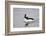 Bufflehead (Bucephala Albeola), Male, Bosque Del Apache National Wildlife Refuge, New Mexico, Usa-James Hager-Framed Photographic Print