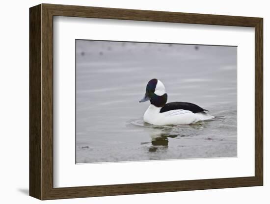 Bufflehead (Bucephala Albeola), Male, Bosque Del Apache National Wildlife Refuge, New Mexico, Usa-James Hager-Framed Photographic Print