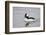 Bufflehead (Bucephala Albeola), Male, Bosque Del Apache National Wildlife Refuge, New Mexico, Usa-James Hager-Framed Photographic Print