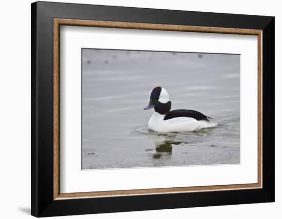 Bufflehead (Bucephala Albeola), Male, Bosque Del Apache National Wildlife Refuge, New Mexico, Usa-James Hager-Framed Photographic Print