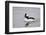 Bufflehead (Bucephala Albeola), Male, Bosque Del Apache National Wildlife Refuge, New Mexico, Usa-James Hager-Framed Photographic Print