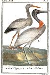 Buffon Cranes & Herons III-Buffon-Framed Art Print