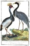 Buffon Cranes & Herons III-Buffon-Art Print