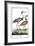 Buffon Cranes & Herons III-Buffon-Framed Art Print