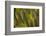 Buffon's Macaw Wing Feather Design-Darrell Gulin-Framed Photographic Print