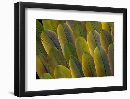 Buffon's Macaw Wing Feather Design-Darrell Gulin-Framed Photographic Print